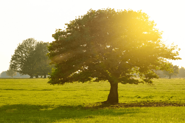 Pitkän iän salaisuus – mitä voimme oppia maailman pitkäikäisimmiltä ihmisiltä?