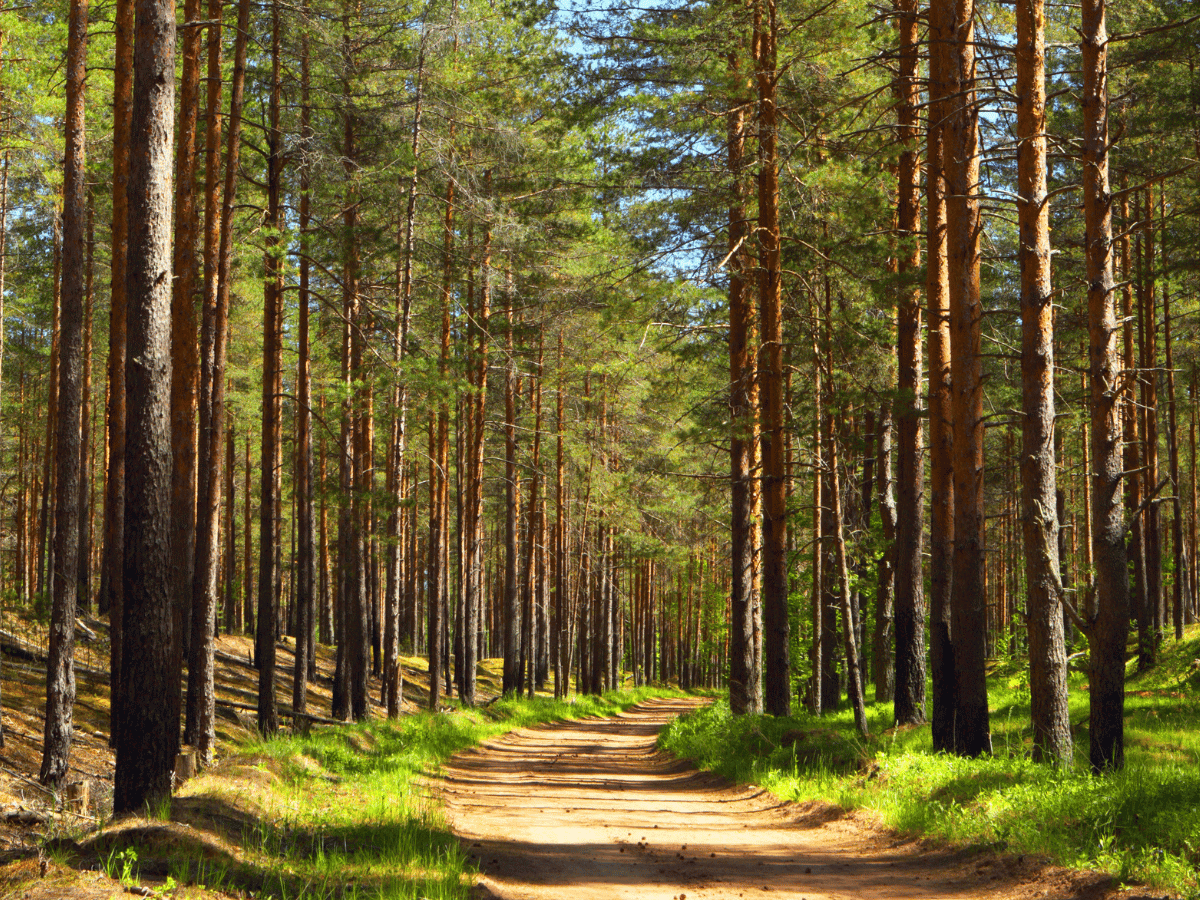 Mäntyöljy sisältää kolesterolia alentavia kasvisteroleja